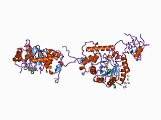 <span class="mw-page-title-main">IMPDH2</span> Protein-coding gene in the species Homo sapiens