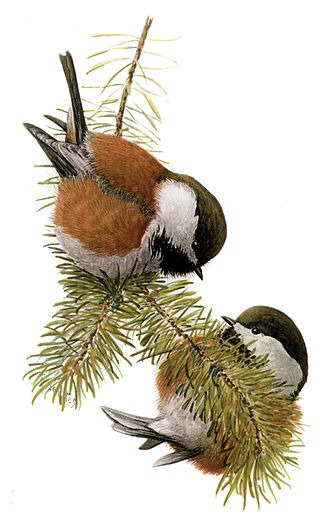 <span class="mw-page-title-main">Chestnut-backed chickadee</span> Species of bird