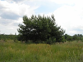 Białowieża, Poland