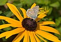 Unidentified butterfly (Stuttgart, Germany). Habe eine absolute Kennerin befragt, aber auch sie kann am Foto nur tippen: wegen der Fransenscheckung Lysandra bellargus? Doc Taxon