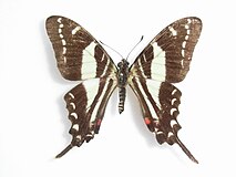 Protographium marcellinus