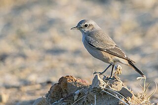 <span class="mw-page-title-main">Red-tailed wheatear</span> Species of bird