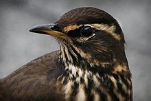 Head of T. i. coburni in Iceland Redwing.jpg