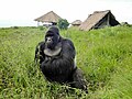 Silverback della famiglia Rugendo alla postazione di controllo di Bukima