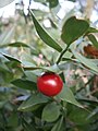 Ruscus aculeatus fruit