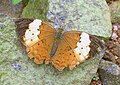 Individual with white forewing patch. Talakaveri, daerah Kodagu (Coorg)