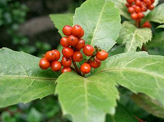 <span class="mw-page-title-main">Chloranthaceae</span> Family of flowering plants