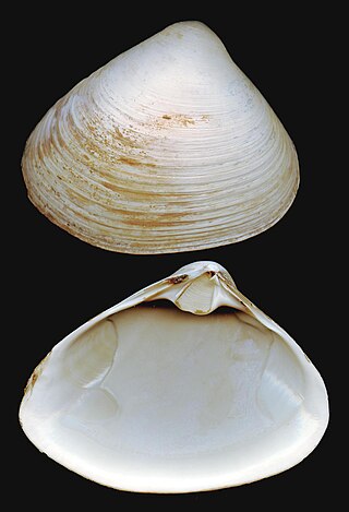 <span class="mw-page-title-main">Atlantic surf clam</span> Species of mollusk