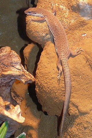 <span class="mw-page-title-main">Goanna</span> Several species of reptiles