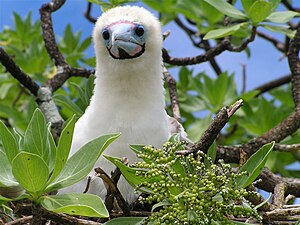 Booby chick