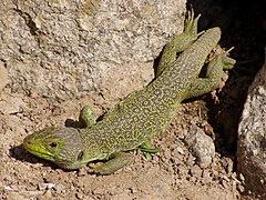 Lézards ocelé