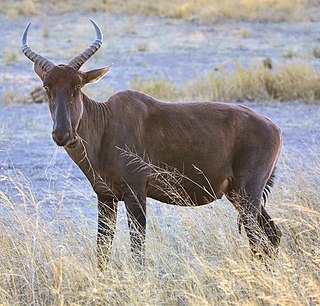 <i>Damaliscus lunatus</i> Species of the subfamily Alcelaphinae in the family Bovidae