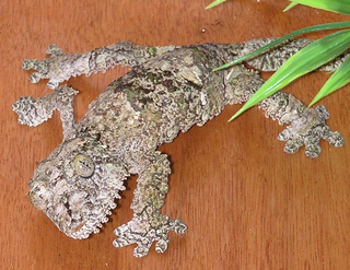 <i>Uroplatus</i> Genus of lizards