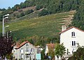 La vigne sur les coteaux de Massiac