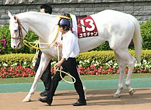 This mare (W14/+) is the daughter of Shirayukihime, who is thought to be the founder of the W14 mutation. Yukichan 20080427P2.jpg