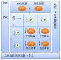 女性色盲與男性色盲的子女全是色盲
