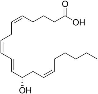 <span class="mw-page-title-main">12-Hydroxyeicosatetraenoic acid</span> Chemical compound