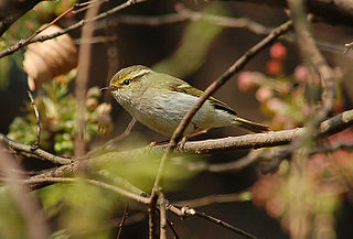 <span class="mw-page-title-main">Pallas's leaf warbler</span> A small migratory passerine bird that breeds in northern Asia