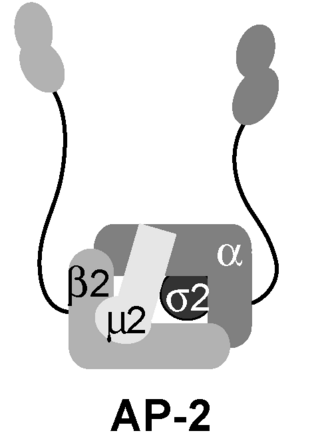 <span class="mw-page-title-main">AP2 adaptor complex</span>