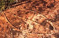 Rock carving, Bantry Bay, Garigal National Park