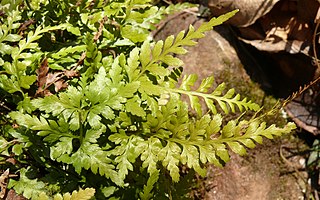 <i>Asplenium adiantum-nigrum</i> Species of ferns in the family Aspleniaceae