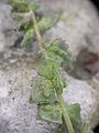 Fjørurímbløðka (Atriplex glabriuscula)