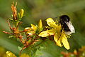 Fýrstrent pirikum (Hypericum maculatum)