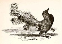 Harrison Weir's 1881 illustration of a vain jackdaw wearing peacock feathers for "The Bird in Borrowed Feathers" (also known as "The Vain Jackdaw") fable Borrowed plumes.jpg