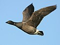 Brent goose