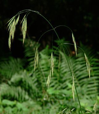 <i>Bromus ramosus</i> Species of grass