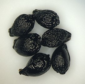 Camassia quamash seeds.JPG