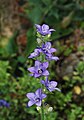 * Nomination Flowers of Erodium chrysanthum -- Alvesgaspar 16:52, 10 September 2011 (UTC) * Promotion Good quality. --Someone35 12:17, 13 September 2011 (UTC)