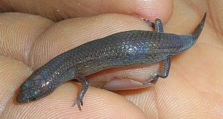 <i>Ristella travancorica</i> Species of lizard