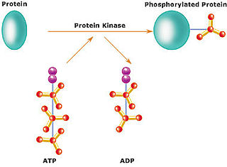 <span class="mw-page-title-main">Protein kinase</span> Enzyme that adds phosphate groups to other proteins