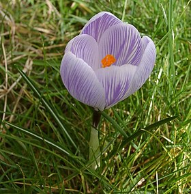 Crocus vernus