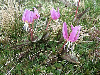 <i>Erythronium</i> Genus of flowering plants