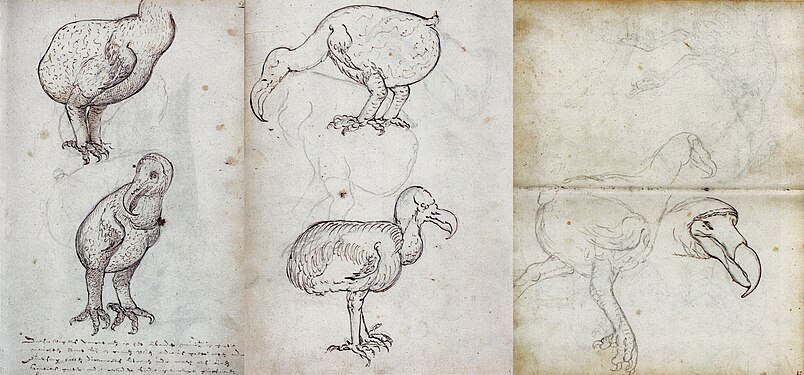 Recopilació dels esbossos del diari del vaixell de Gelderland de 1601 de dodos vius i recentment caçats, atribuïts a Joris Laerle