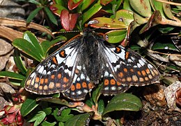 Havasi tarkalepke (Euphydryas cynthia)