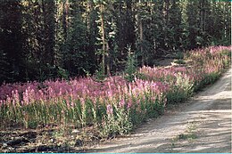 Disturbed roadside blooms with early succession fireweed; behind, late-succession Alaskan white spruce forest, Yukon Fireweed Yukon.jpg