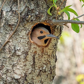 Northern flicker