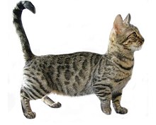 A 4 year old male Munchkin Genetta dwarf cat.jpg