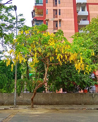 <i>Cassia fistula</i> Species of plant