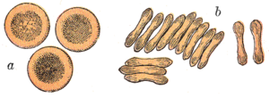 Typical mammalian erythrocytes: (a) seen from surface; (b) in profile, forming rouleaux. Gray453-ab.png