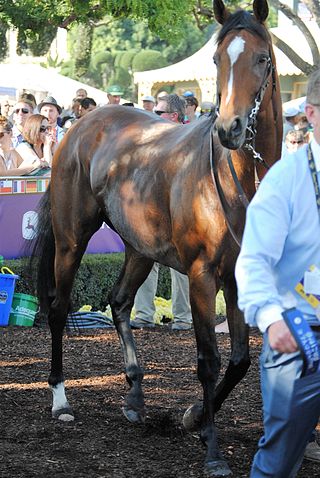 <span class="mw-page-title-main">Highland Reel</span> Irish-bred Thoroughbred racehorse