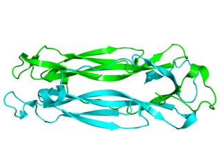 <span class="mw-page-title-main">Interleukin 17</span> Group of proteins