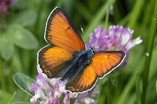 <span class="mw-page-title-main">Purple-edged copper</span> Species of butterfly