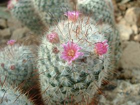 Mammillaria bombycina