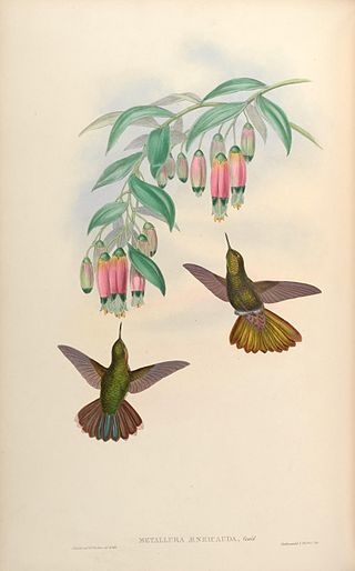 <span class="mw-page-title-main">Scaled metaltail</span> Species of hummingbird