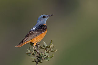 <span class="mw-page-title-main">Common rock thrush</span> Species of bird