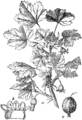 Ribes uva-crispa Navadna kosmulja plate 494 in: Martin Cilenšek: Naše škodljive rastline Celovec (1892)